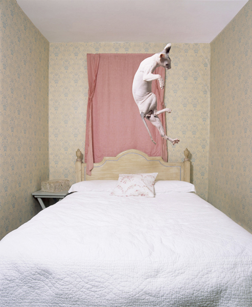 Cats 3