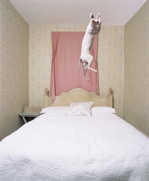 Cats 5