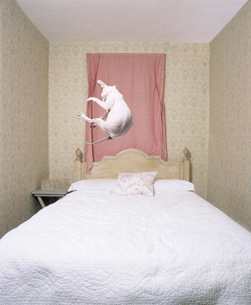 Cats 6