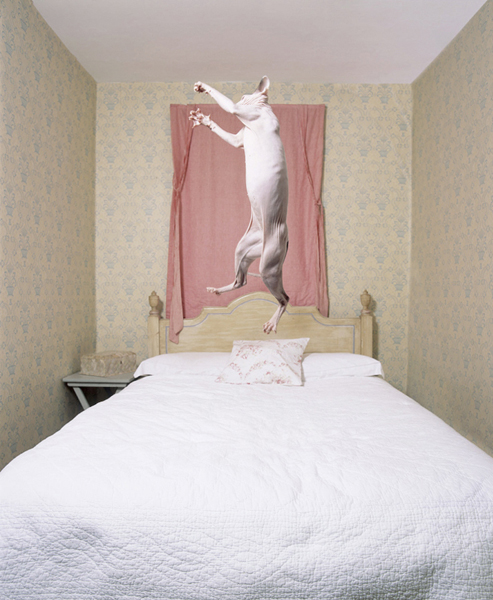 Cats 7